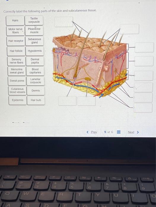 Solved Correctly label the following parts of the skin and | Chegg.com