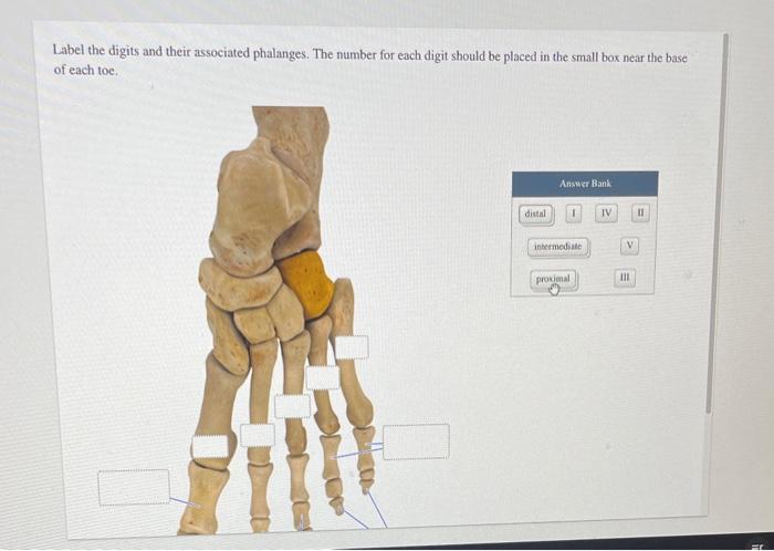 Solved Label the digits and their associated phalanges. The | Chegg.com