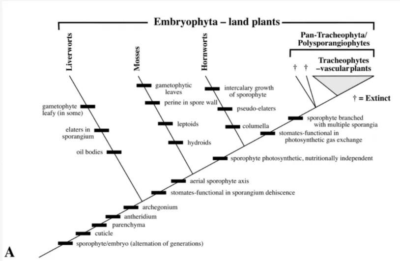 vascular plant cladogram