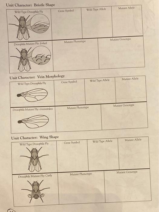 Table 2-1. Compare Drosophila mutant and wild type | Chegg.com