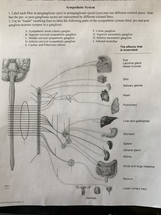 Solved Sympathetic System 1. Label each fiber as | Chegg.com