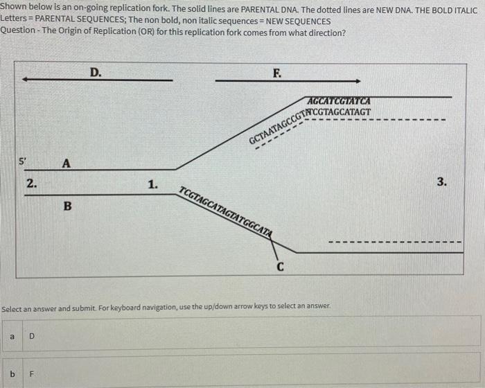 Solved Shown below is an on-going replication fork. The | Chegg.com