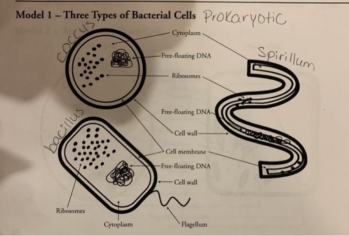 types of bacterial cells