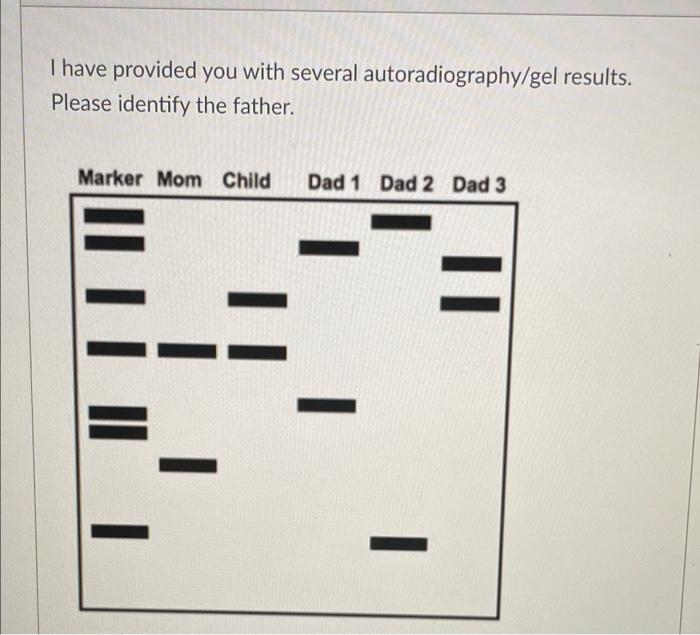 Solved I have provided you with several autoradiography/gel