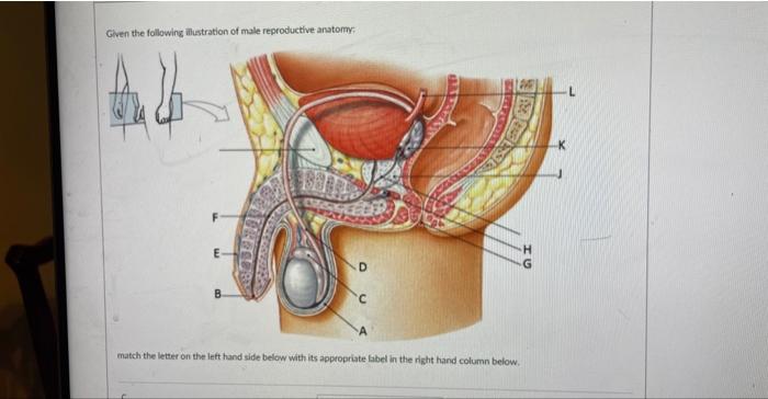 Given the following illustration of male reproductive anstorm: match the letter on the left hand side below with its appropri
