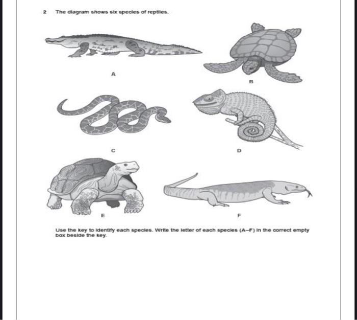 Solved The diagram shows six species of reptiles. sor Use