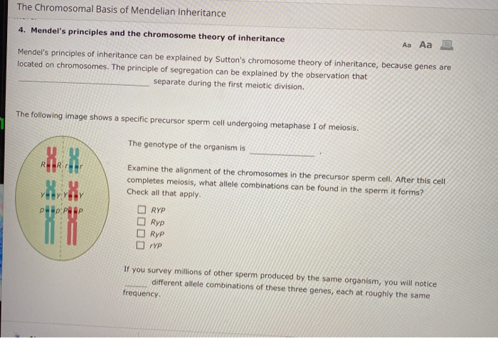 Solved The Chromosomal Basis of Mendelian Inheritance Aa Aa | Chegg.com