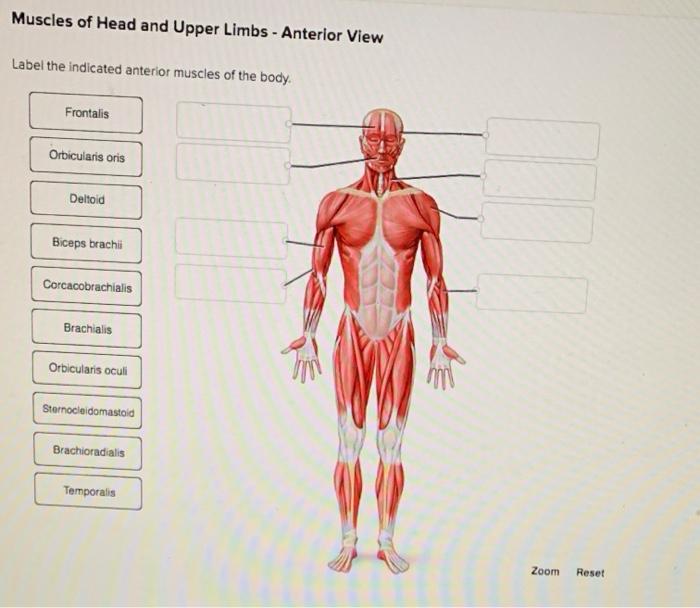 Solved Muscles of Head and Upper Limbs - Anterior View Label 
