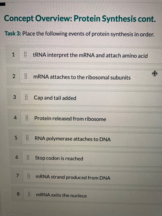sequence of events in protein synthesis