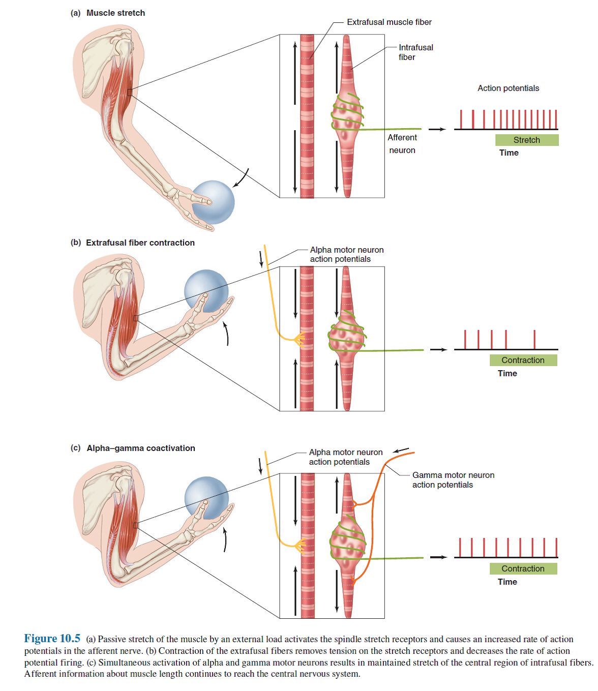 Solved What Changes Would Occur In The Knee Jerk Reflex - 