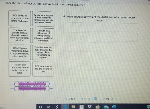 Solved Place the steps of muscle fiber contraction in the | Chegg.com