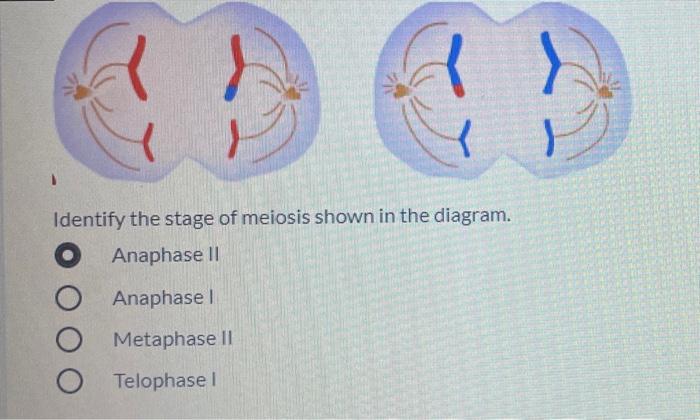 Solved Identify the stage of meiosis shown in the diagram. | Chegg.com