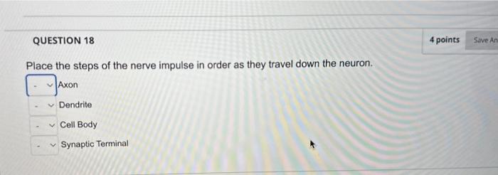 Place the steps of the nerve impulse in order as they travel down the neuron.
Axon
Dendrite
Cell Body
Synaptic Terminal