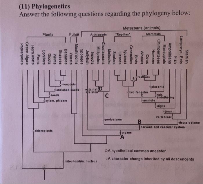 Solved (11) Phylogenetics Answer The Following Questions | Chegg.com