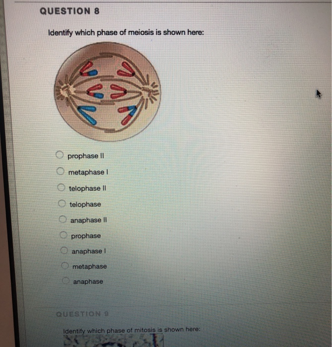 During Which Phase Of Mitosis Does Crossing Over Occur Weegy ...