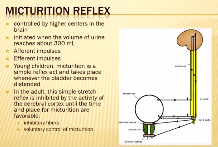 solved-topic-micturition-reflexwhat-is-the-process-explain-chegg