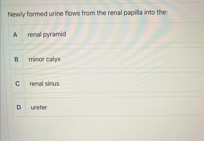 Solved Newly formed urine flows from the renal papilla into | Chegg.com