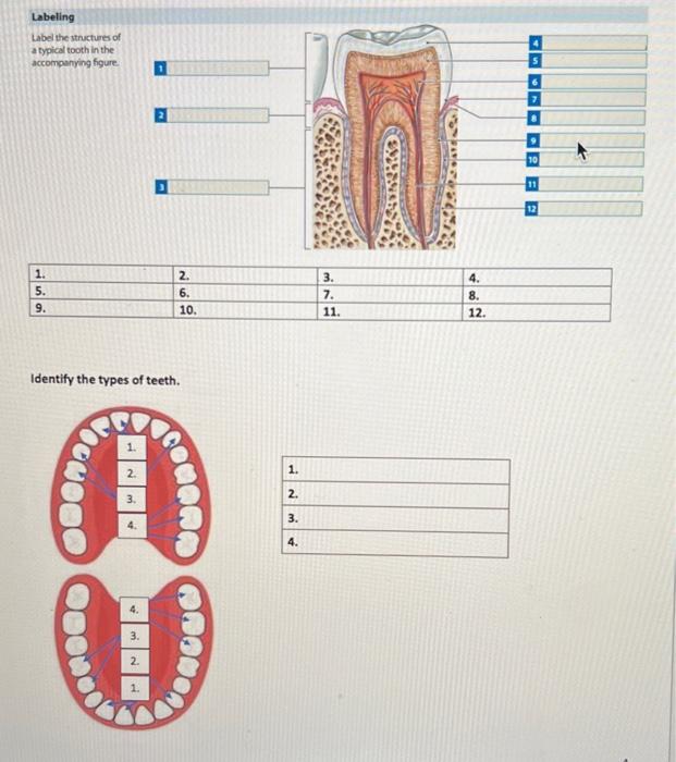 Identify the types of teeth.