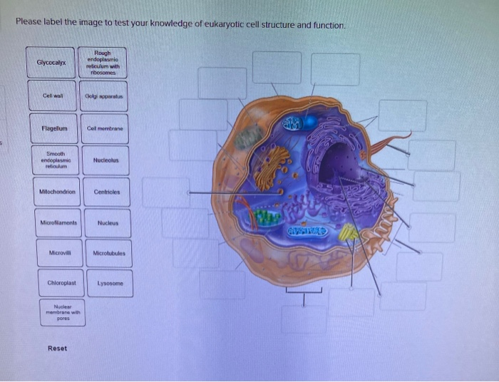 Solved Please Label The Image To Assess Your Knowledge Of | Chegg.com