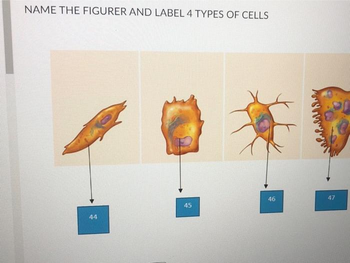 Solved NAME THE FIGURER AND LABEL 4 TYPES OF CELLS 46 47 45 | Chegg.com