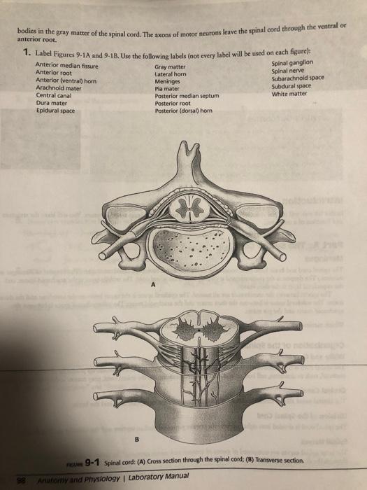 Solved bodies in the gray matter of the spinal cord. The | Chegg.com