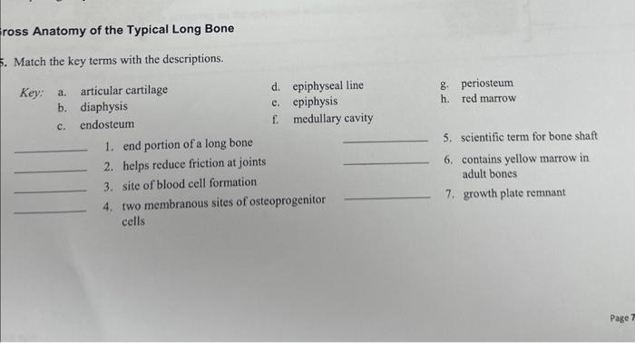 Solved ross Anatomy of the Typical Long Bone Match the key | Chegg.com