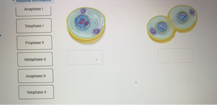 Solved Drag a label to identify what stage of meiosis each | Chegg.com