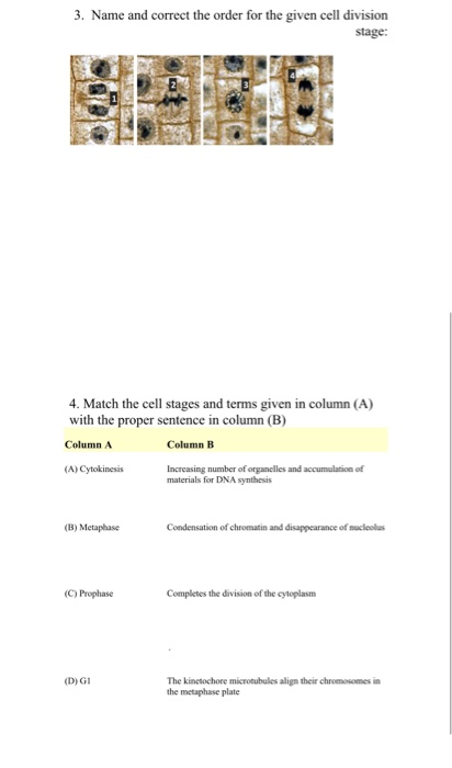 Solved Student Name: Student ID#: Mitosis Lab–9: Homework 1. | Chegg.com