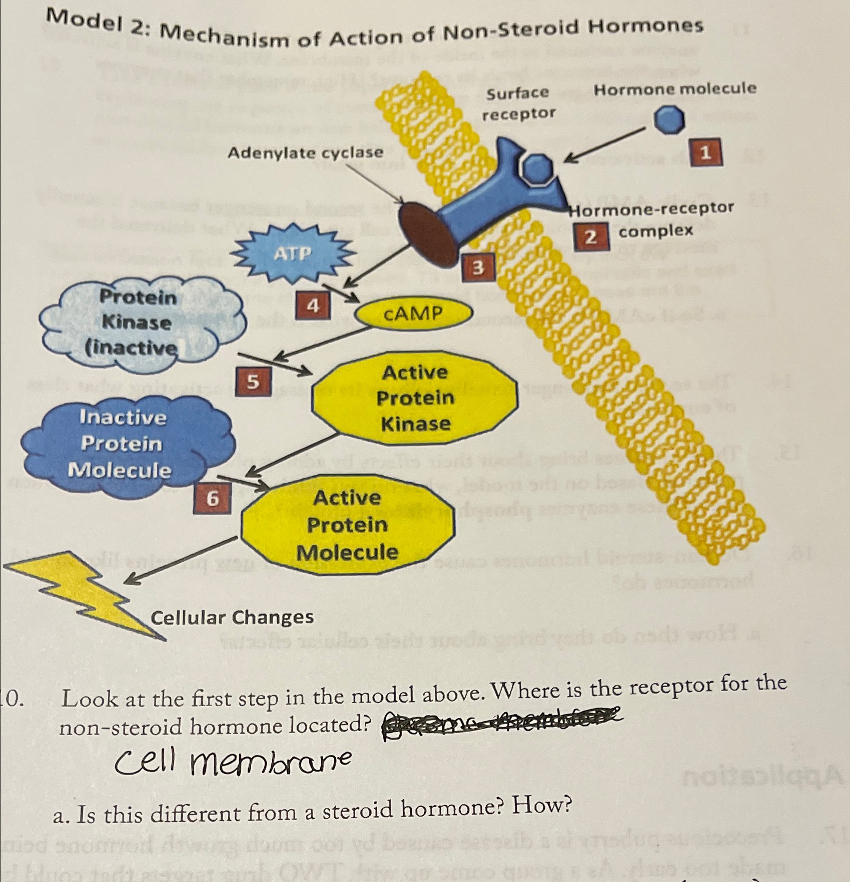 solved-model-2-mechanism-of-action-of-non-steroid-chegg