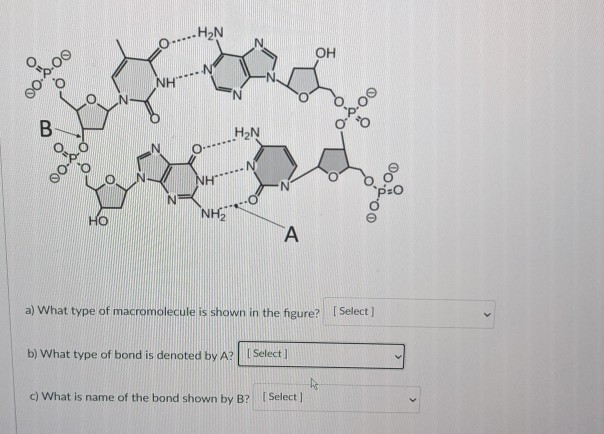 Solved Hon Oh Nh ၀၀၀၀ B ၀ ၀၀ H2n Ny A Ho Nh2 A A W Chegg Com