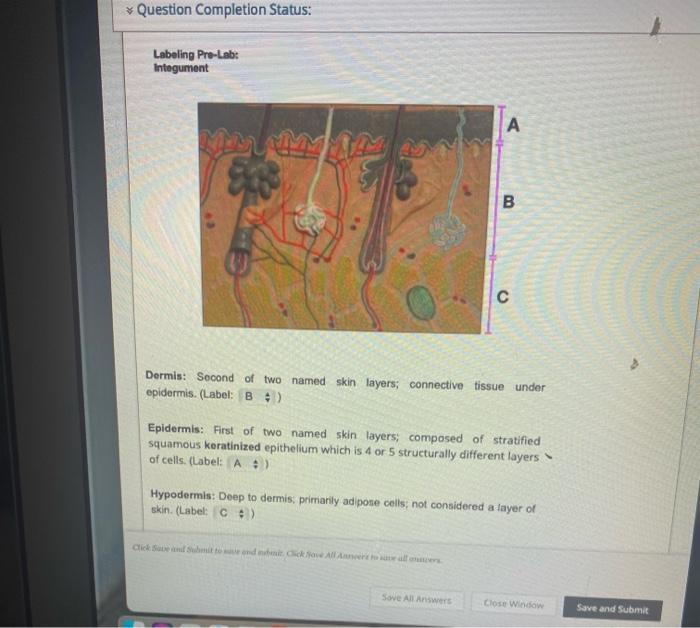 Solved Question Completion Status: Labeling Pre-Lab: | Chegg.com