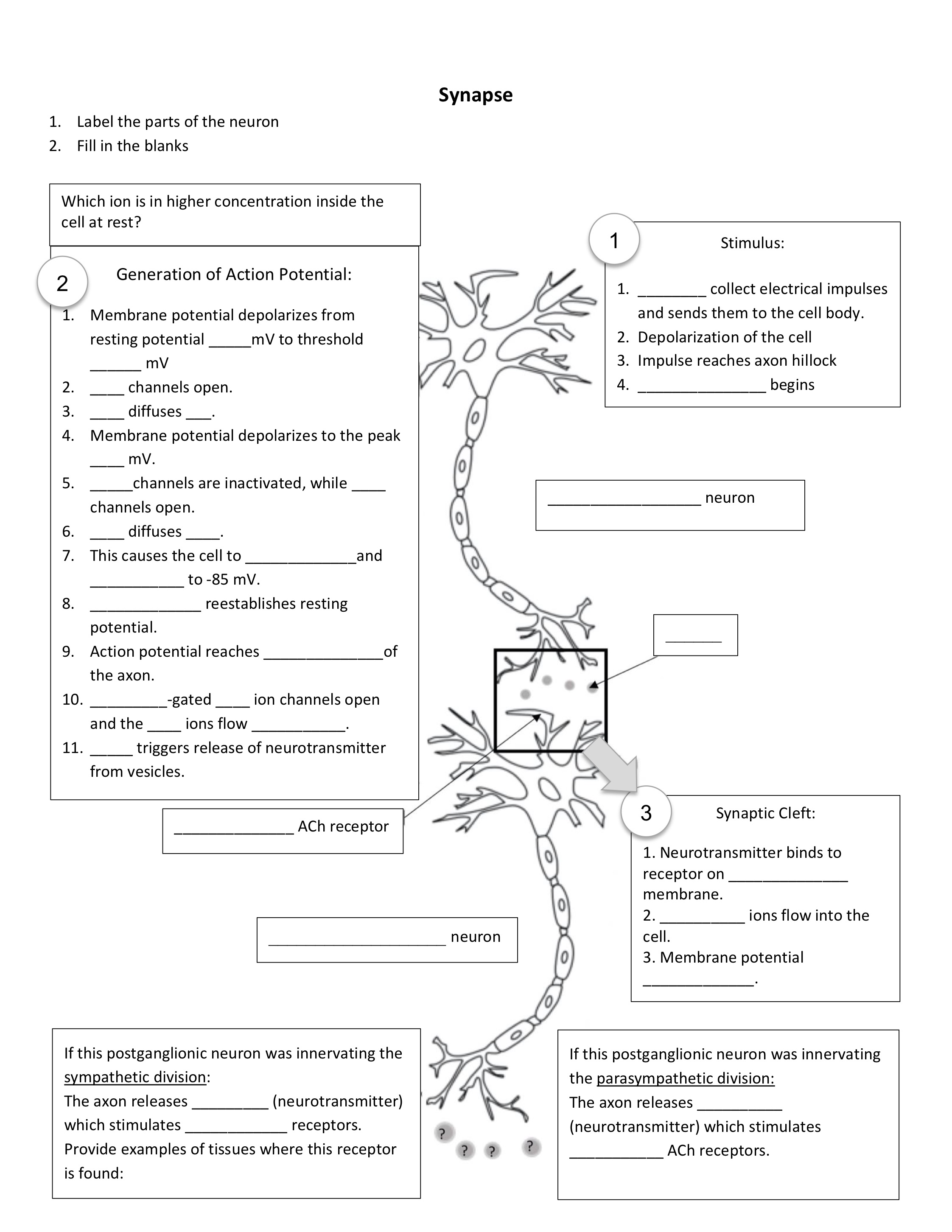 Solved SynapseLabel the parts of the neuronFill in the | Chegg.com