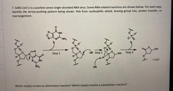 Solved 7. SARS-CoV-2 is a positive sense single-stranded RNA | Chegg.com