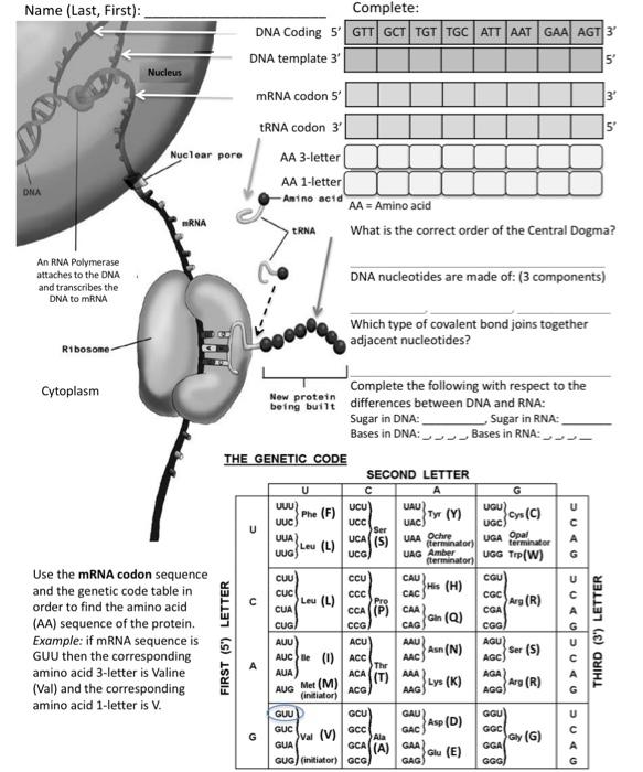 Solved Name (Last, First): Complete: DNA Coding 5 GTT GCT | Chegg.com