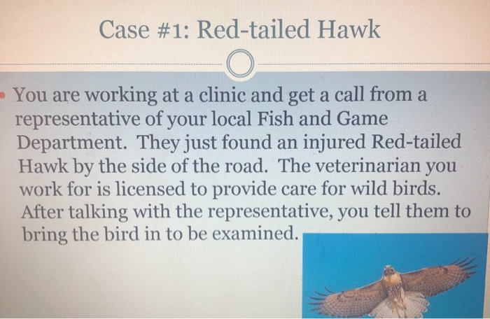 Solved Case 1 Red Tailed Hawk O You Are Working At A Chegg Com