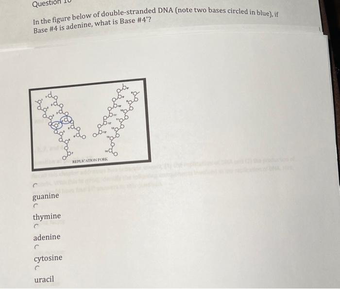 solved-in-the-figure-below-of-double-stranded-dna-note-two-chegg