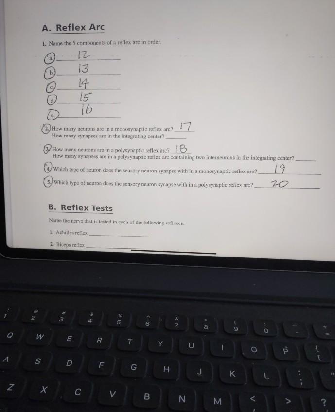 Solved A. Reflex Arc 1. Name the 5 components of a reflex | Chegg.com