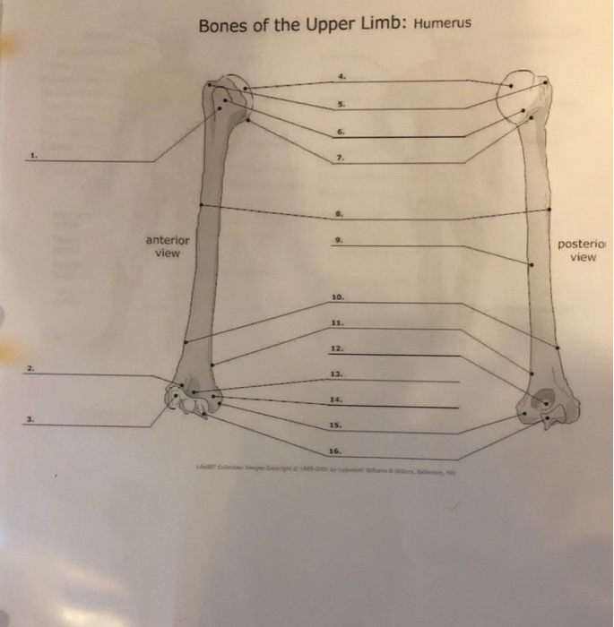 Bones Of Upper Limb