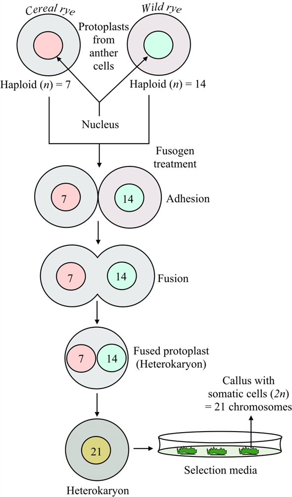 Solved: Chapter 2 Problem 32PDQ Solution | Masteringgenetics ...