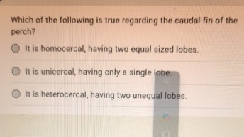 Solved Which of the following is true regarding the caudal | Chegg.com