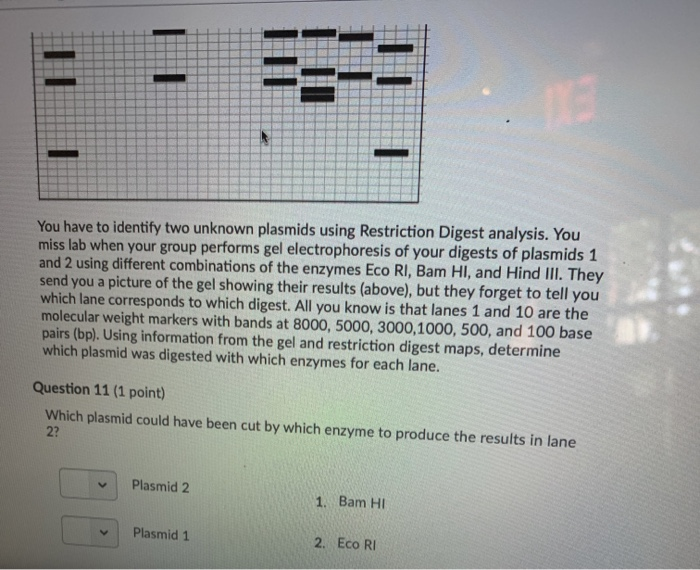 Solved Researchers Often Use Enzymes That Cut Dna At 0560