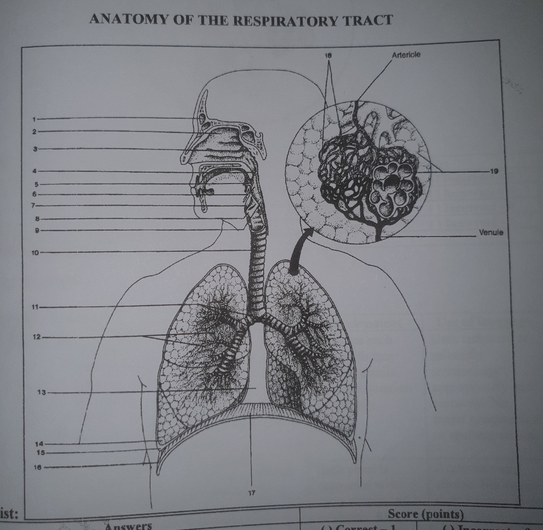 Solved ANATOMY OF THE RESPIRATORY TRACT pls label each part | Chegg.com
