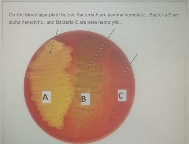 Solved On the blood agar plate below, Bacteria A are gamma | Chegg.com