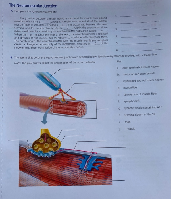 The Neuromuscular Junction 7. Complete the following | Chegg.com