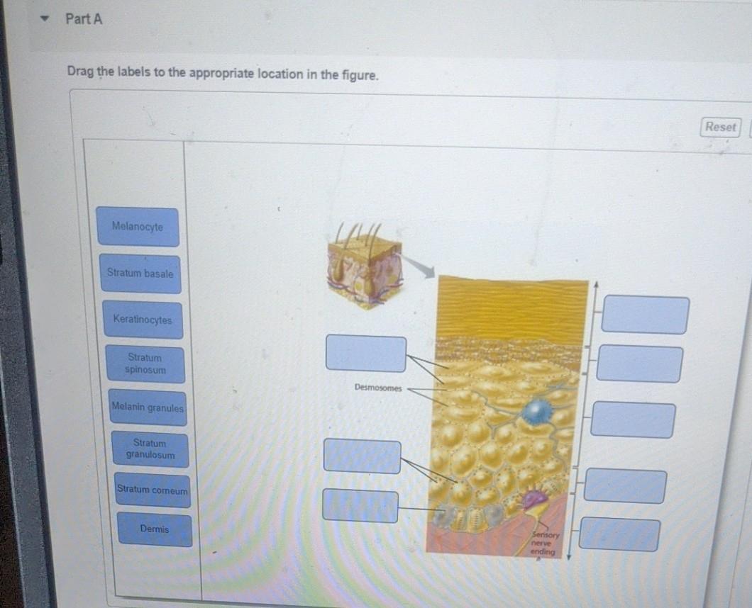 Solved Part A Drag the labels to the appropriate location in | Chegg.com