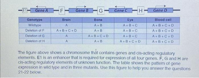 Solved The figure above shows a chromosome that contains | Chegg.com