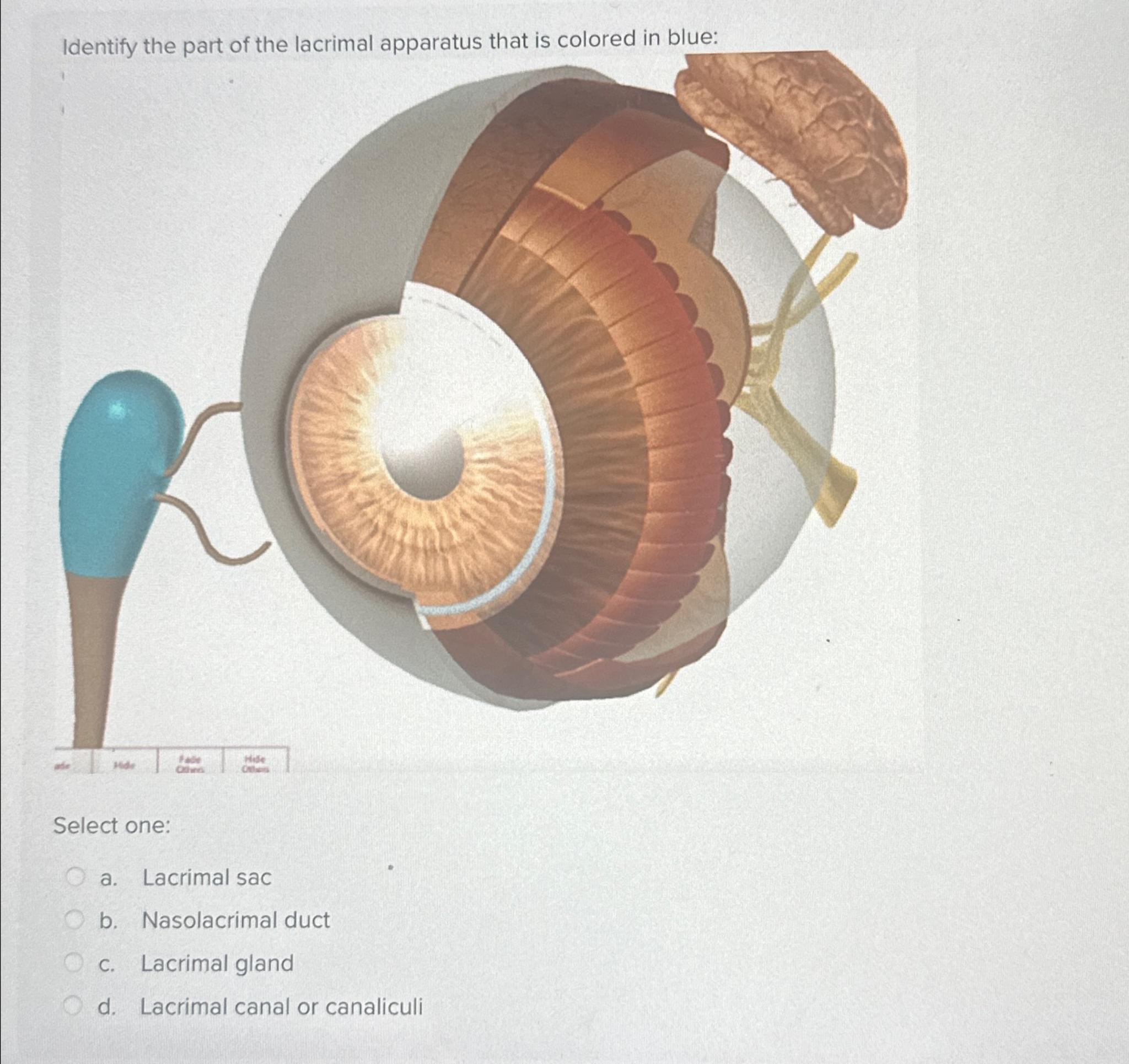 Tear Duct Troubles?  Identify Every Lacrimal Structure Perfectly! - 9apeyk9
