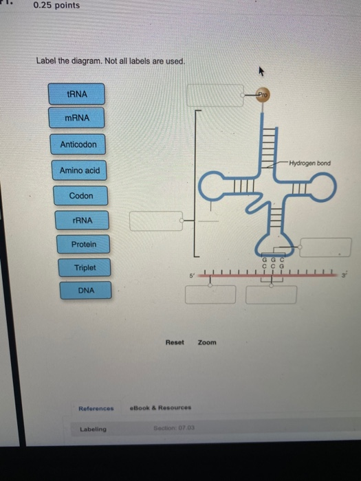 Solved 0 25 Points Label The Diagram Not All Labels Are Chegg Com