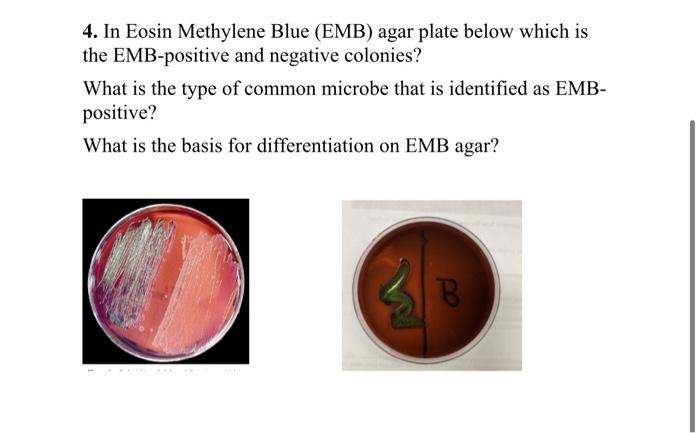 Solved 4. In Eosin Methylene Blue (EMB) agar plate below | Chegg.com