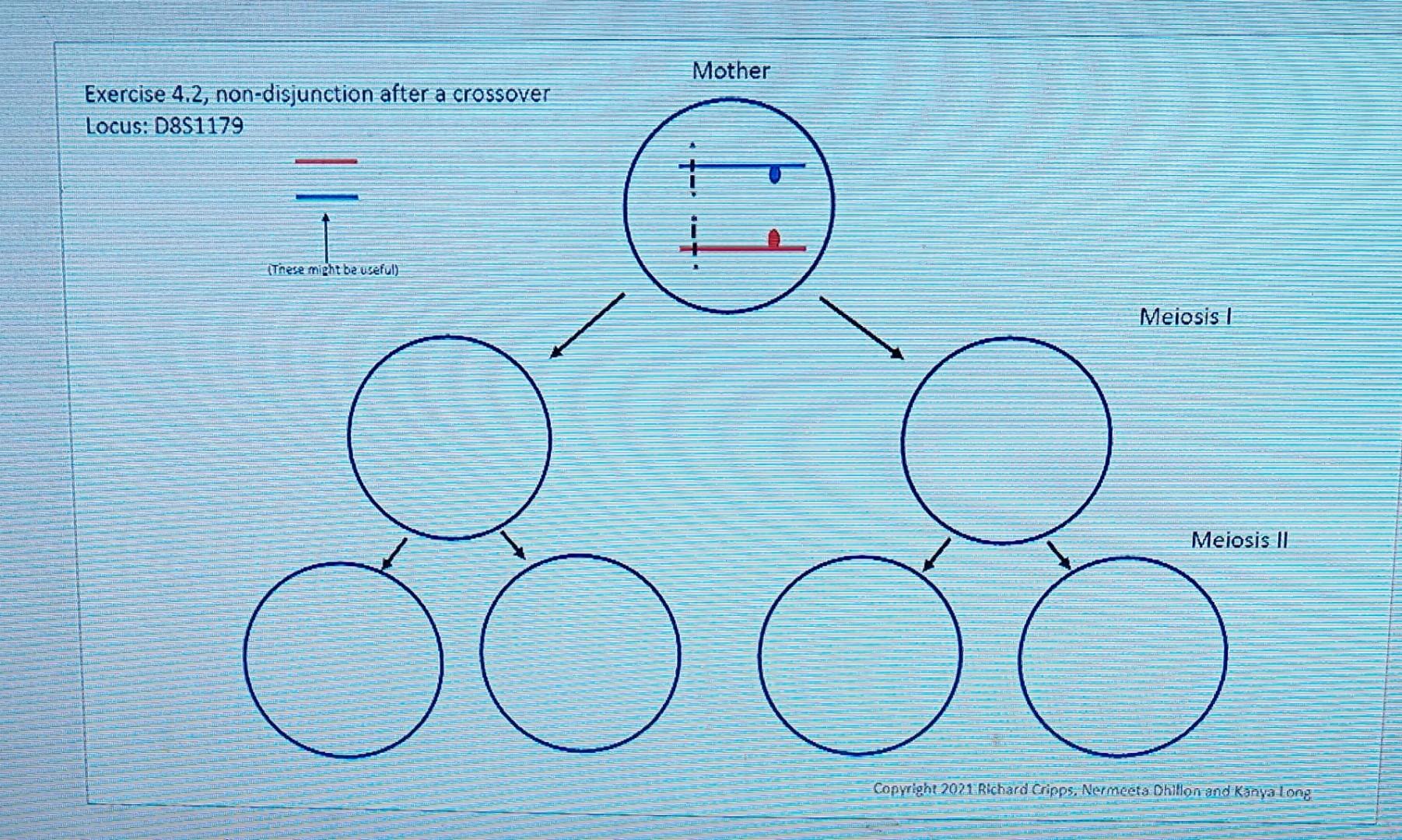 Exercise 4 Recombination By Crossing Over Occurs In | Chegg.com